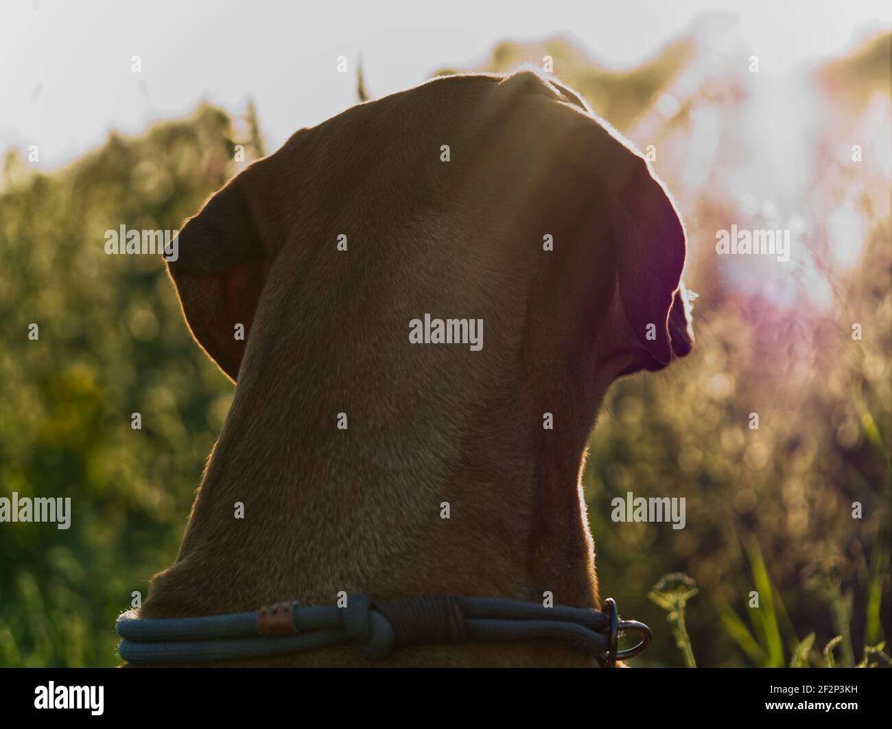 Rhodesian Ridgeback Sunset A closeup shot of a cute rhodesian ridgeback dog in a field at sunset ...