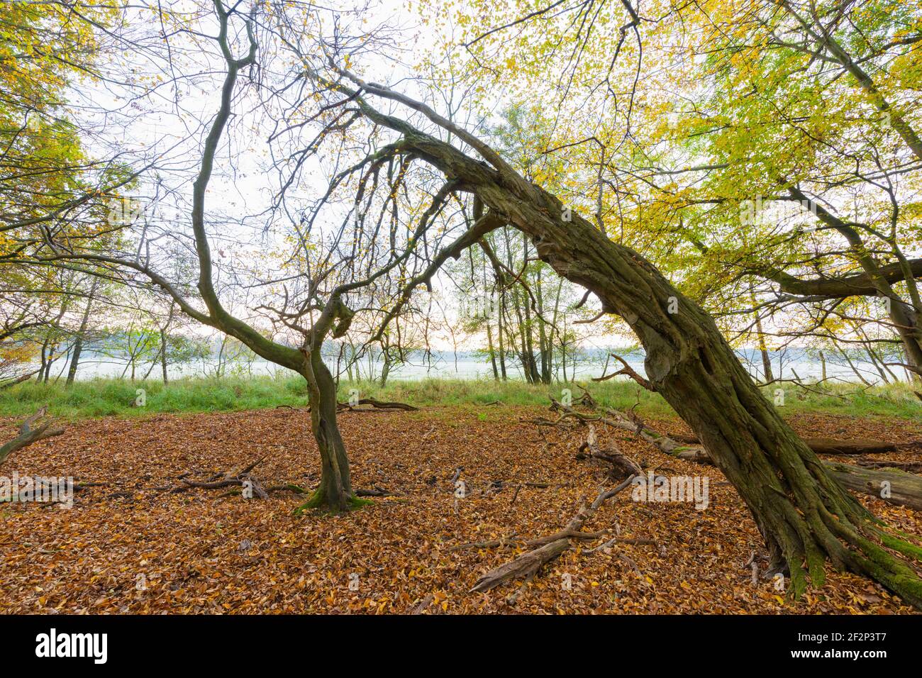 Forest in autumn, Hessen, Germany Stock Photo