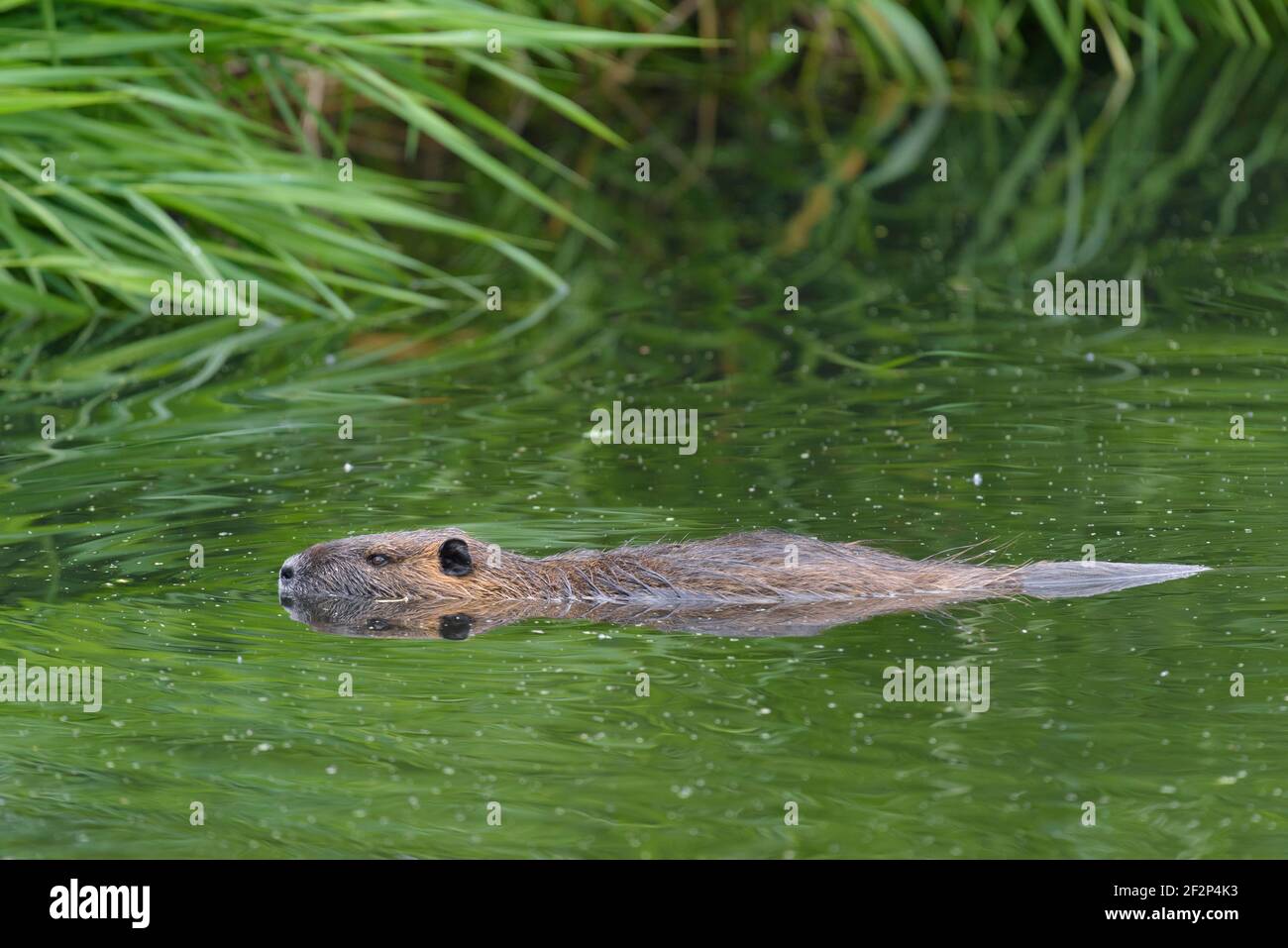 Nutria in a pond, May, Hesse, Germany Stock Photo