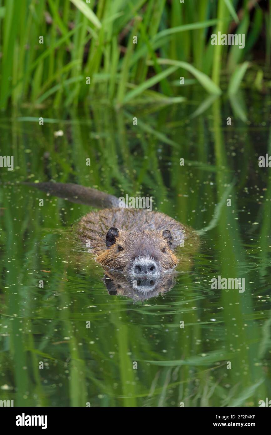 Nutria in a pond, May, Hesse, Germany Stock Photo