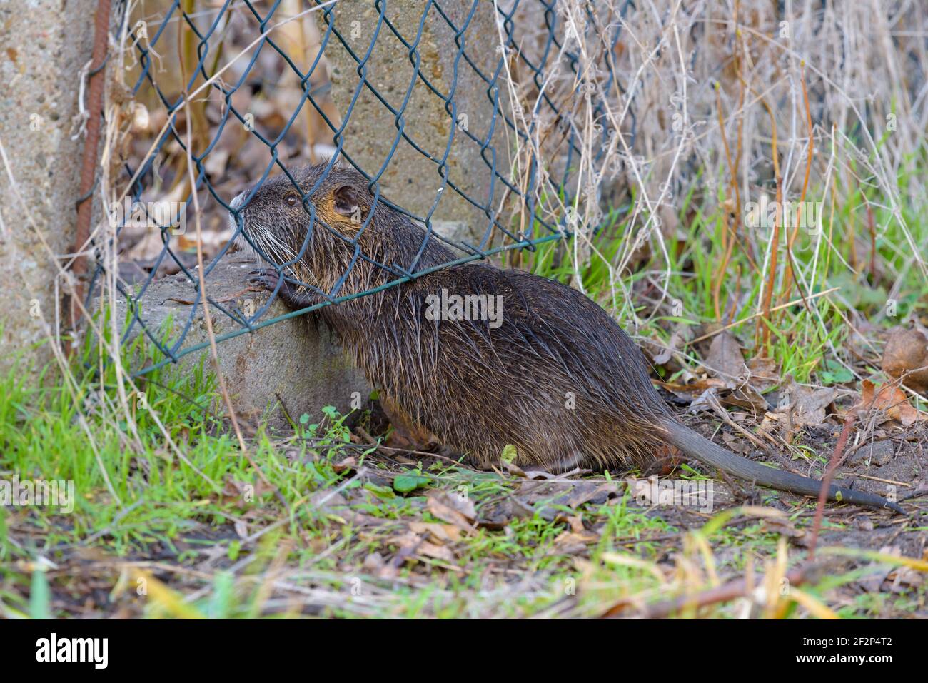 Nutria crawls under the fence of an allotment garden, January, Hesse, Germany Stock Photo