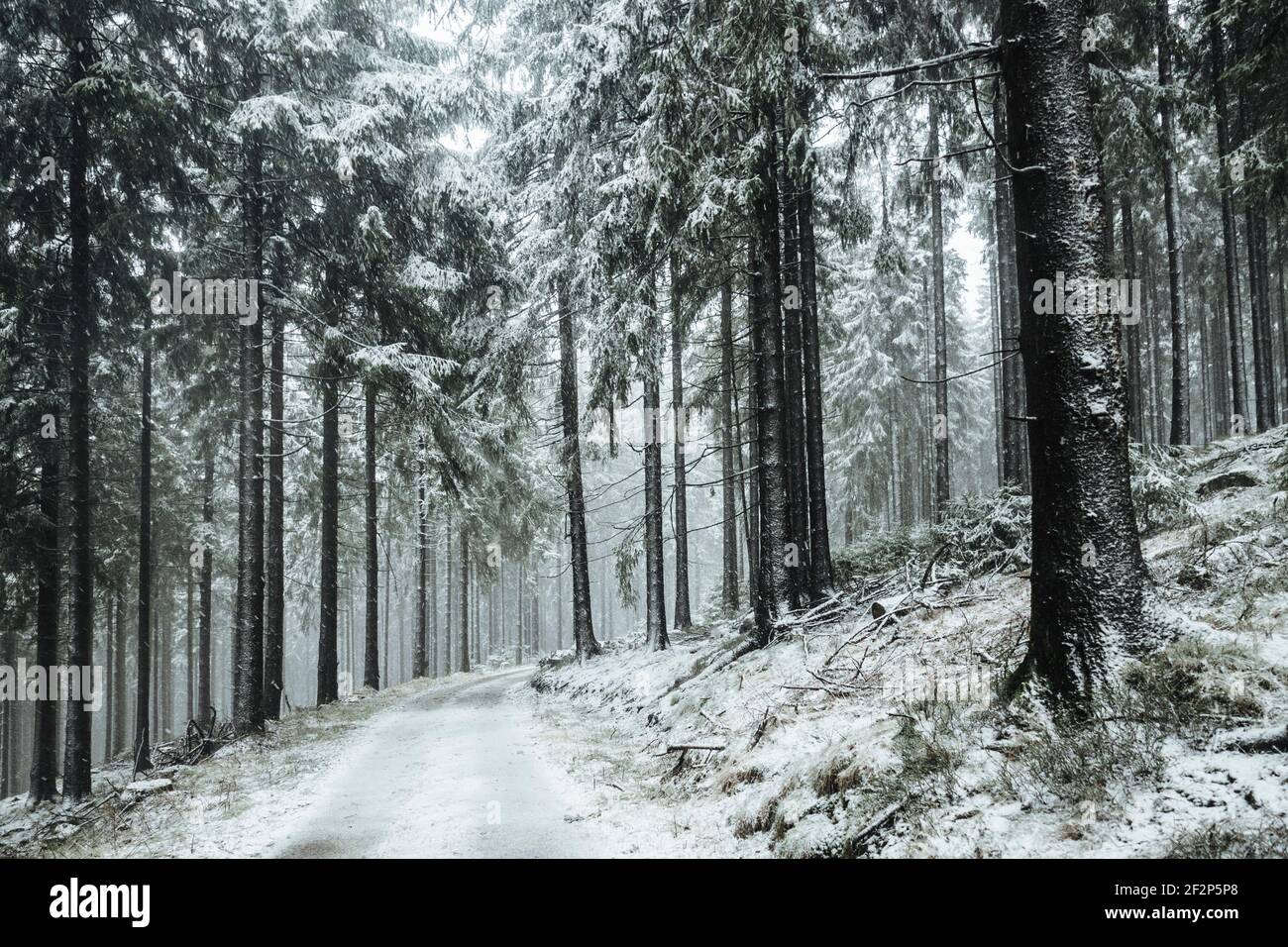 Winter walk on the small Feldberg in the Taunus Stock Photo