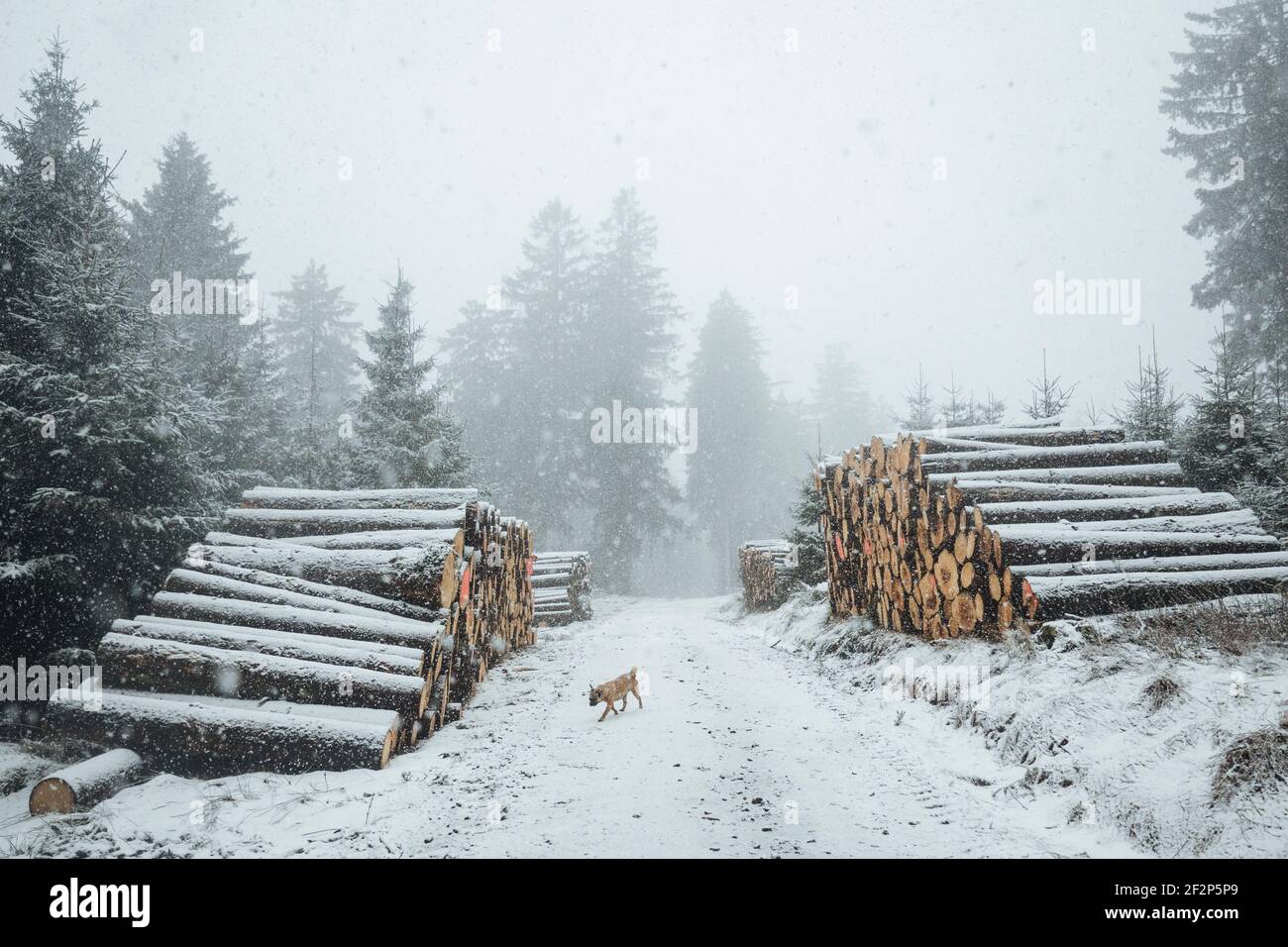 Winter walk on the small Feldberg in the Taunus Stock Photo