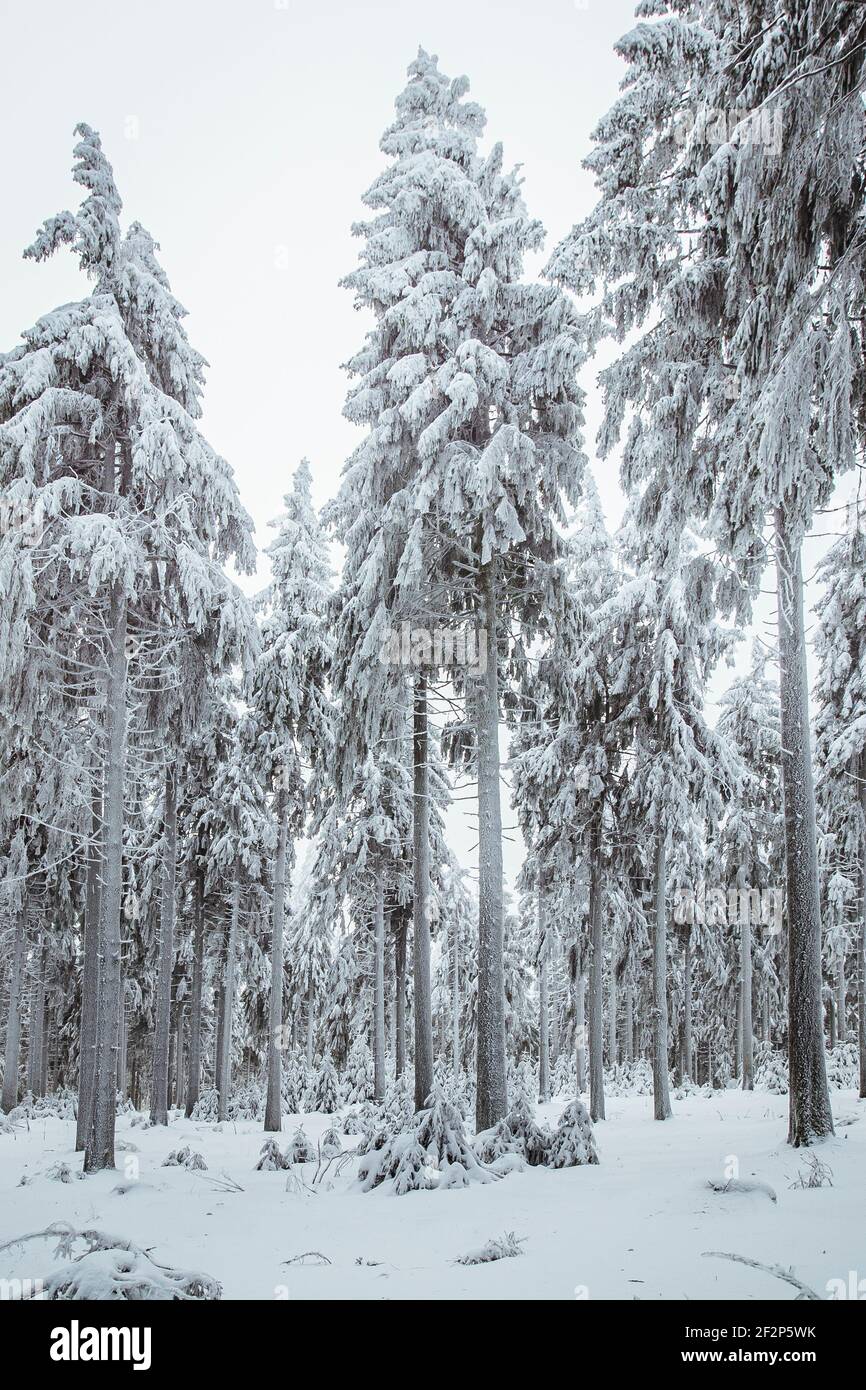 Winter wonderland on the great Feldberg in the Hochtaunus, near Frankfurt Stock Photo