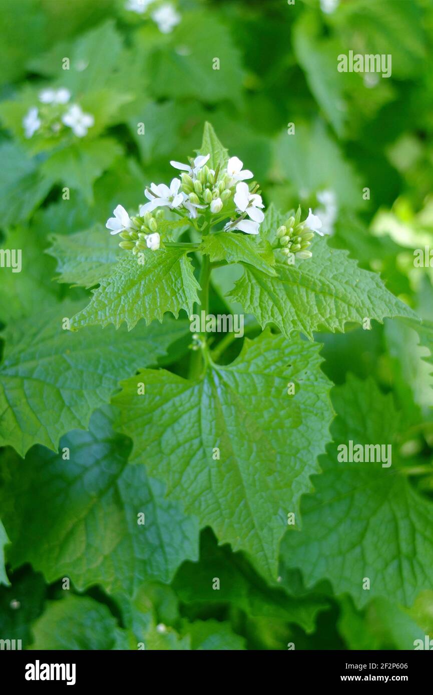 Garlic mustard (Alliaria officinalis) with white flowers Stock Photo