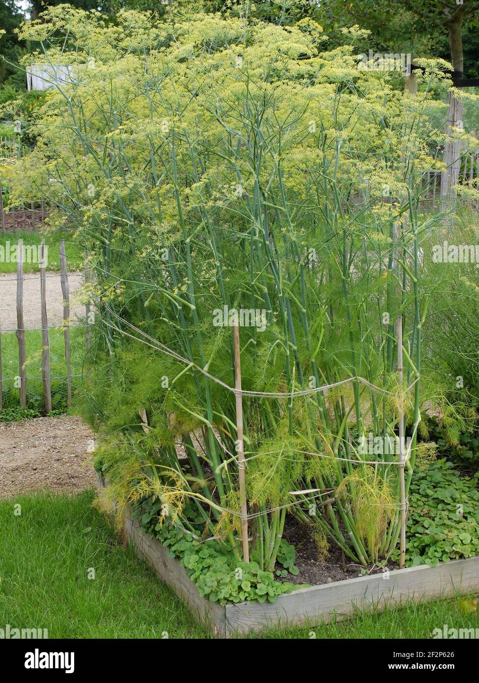 Dill (Anethum graveolens) in the cottage garden Stock Photo