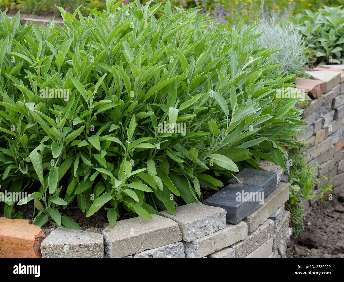 Sage Leaves In Hindi