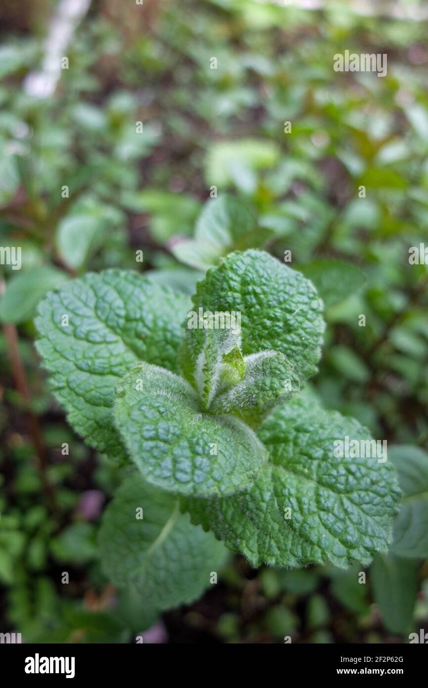 Apple-mint 'Bowles' (Mentha suaveolens, Mentha x rotundifolia) Stock Photo