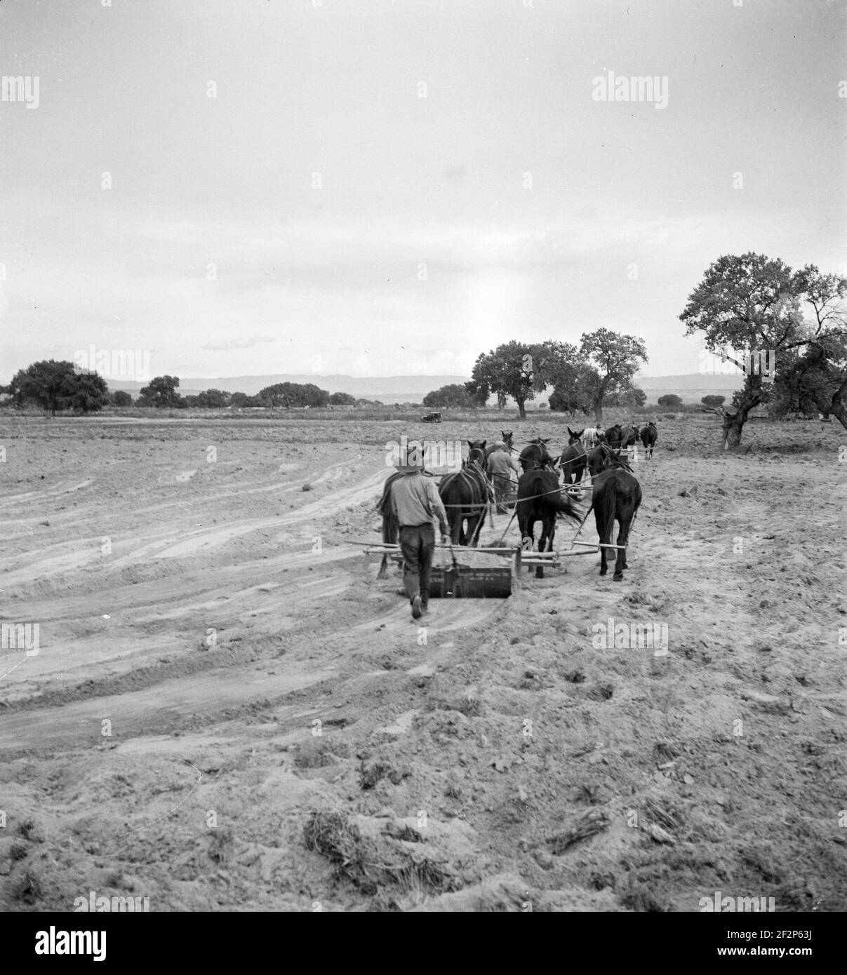Leveling the land for irrigation on the Bosque Farms project. The tract of two thousand four hundred acres to be cultivated under irrigation. New Mexico December 1935 . Photograph by Dorothea Lange. Stock Photo