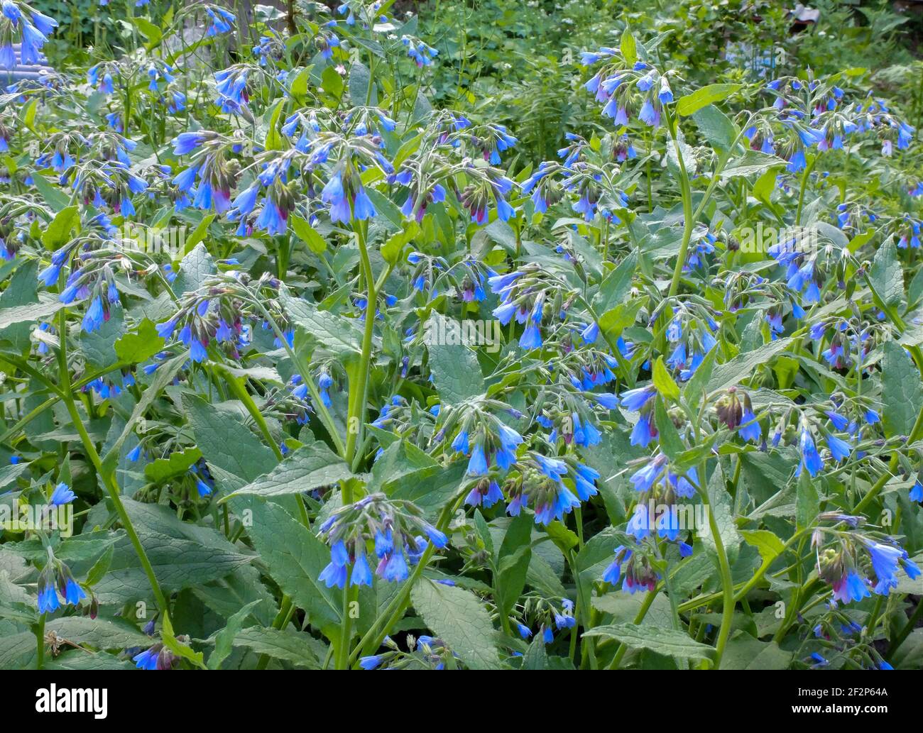 Comfrey (Symphytum officinale) with blue flowers Stock Photo