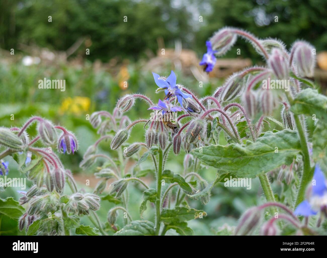 Borago officinalis flowering hi-res stock photography and images - Alamy