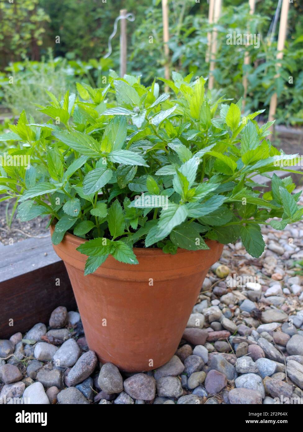 The peppermint (Mentha x piperita) in a terracotta pot Stock Photo Alamy