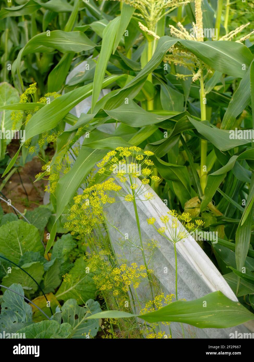 Fleece on the sweet corn protects against bird damage Stock Photo