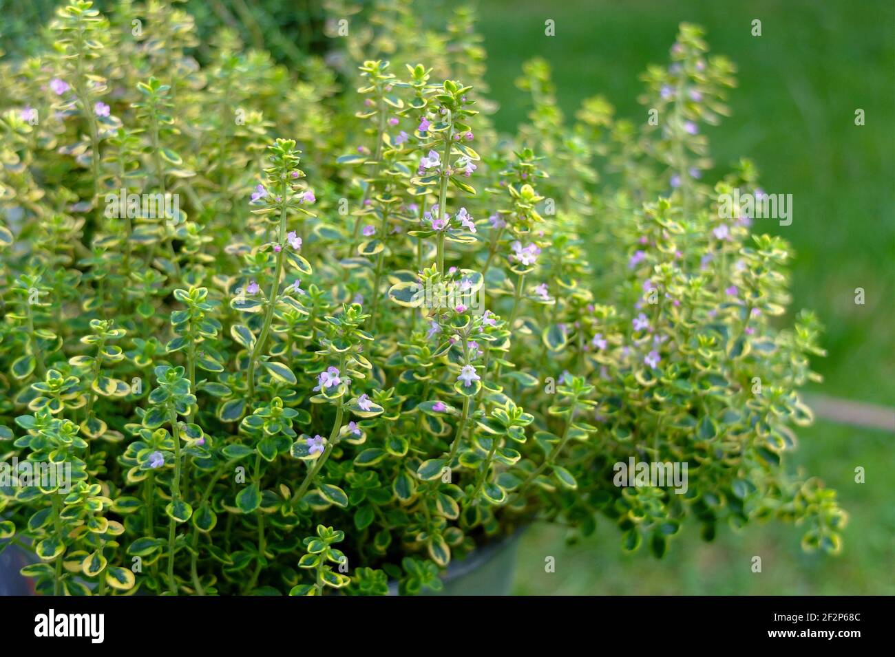 Yellow lemon thyme 'Golden Dwarf' (Thymus citriodorus Stock Photo Alamy