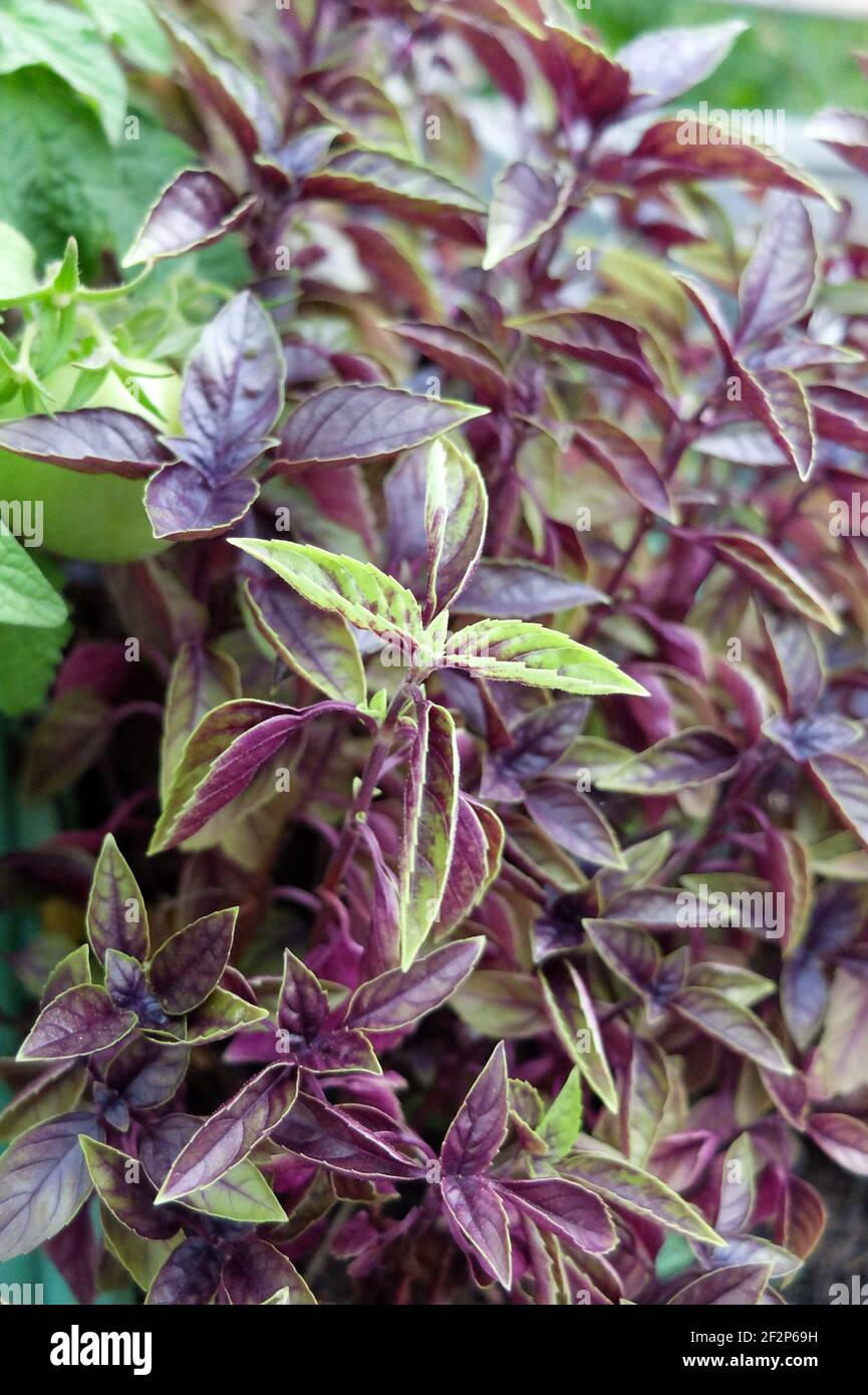 Twotone redleaved basil 'Dark Opal' Stock Photo Alamy