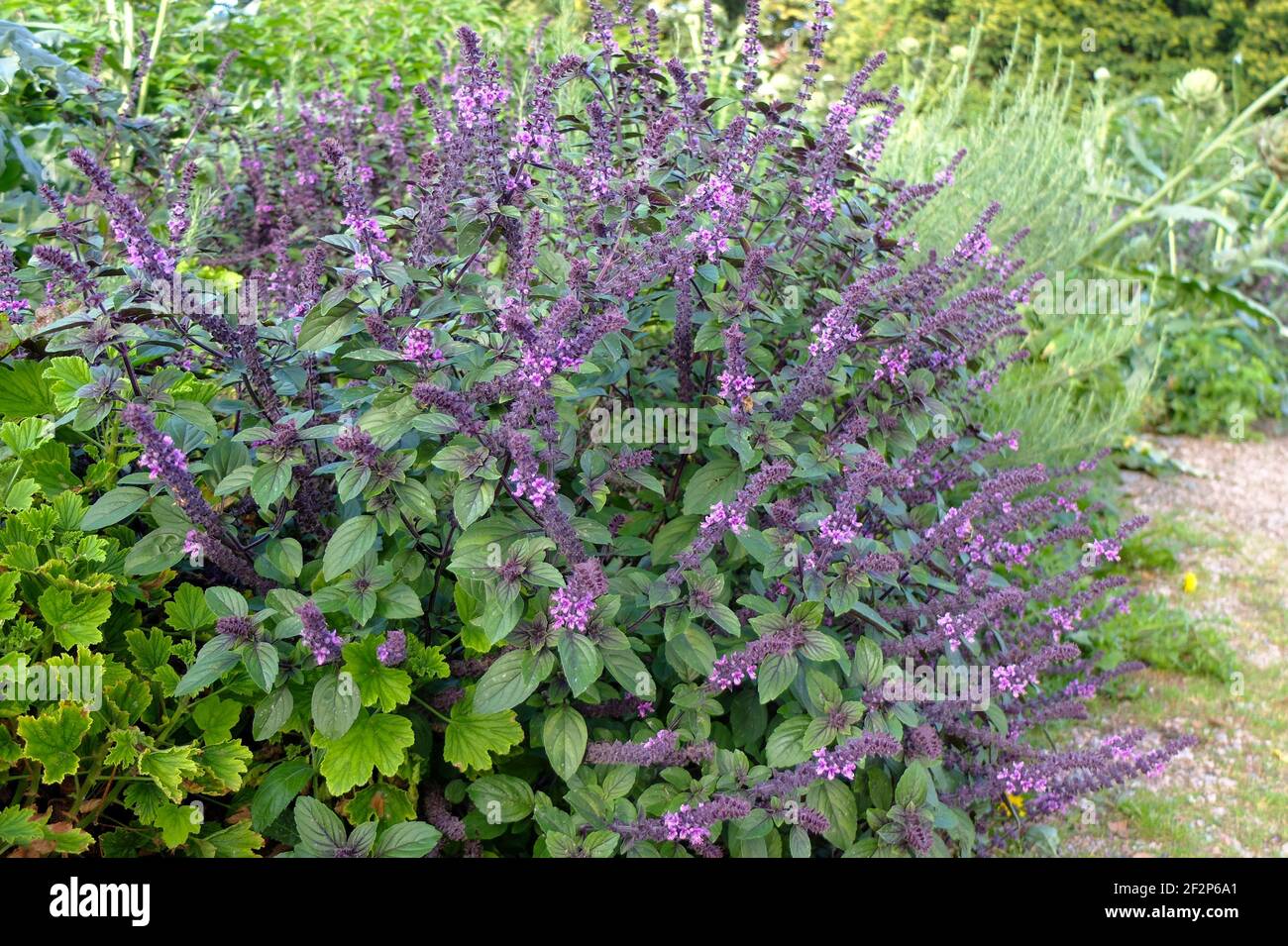 African shrub basil 'African Blue' (Ocimum x africanum) with blossom, by the wayside Stock Photo