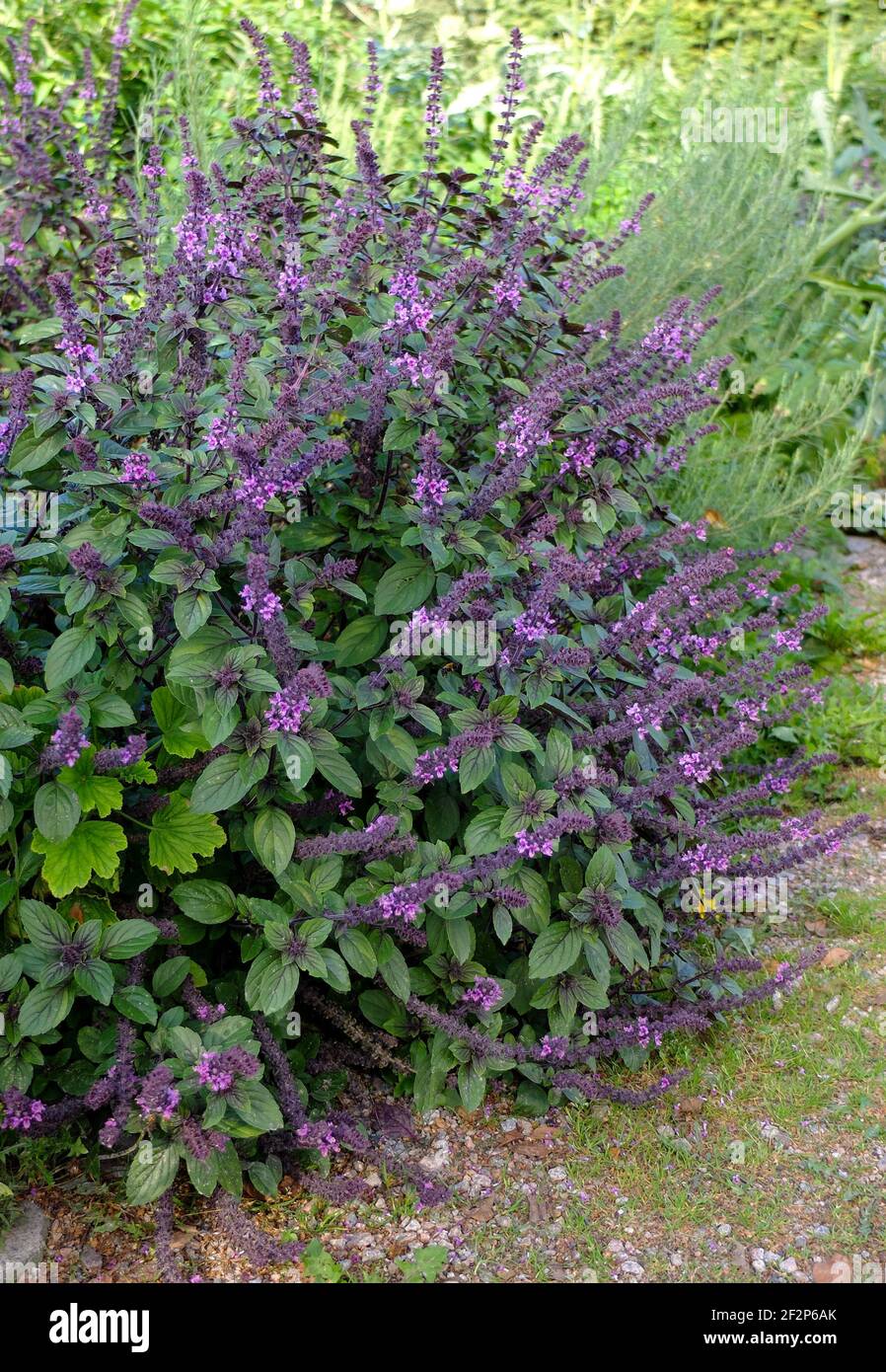 African shrub basil 'African Blue' (Ocimum x africanum) with blossom, by the wayside Stock Photo