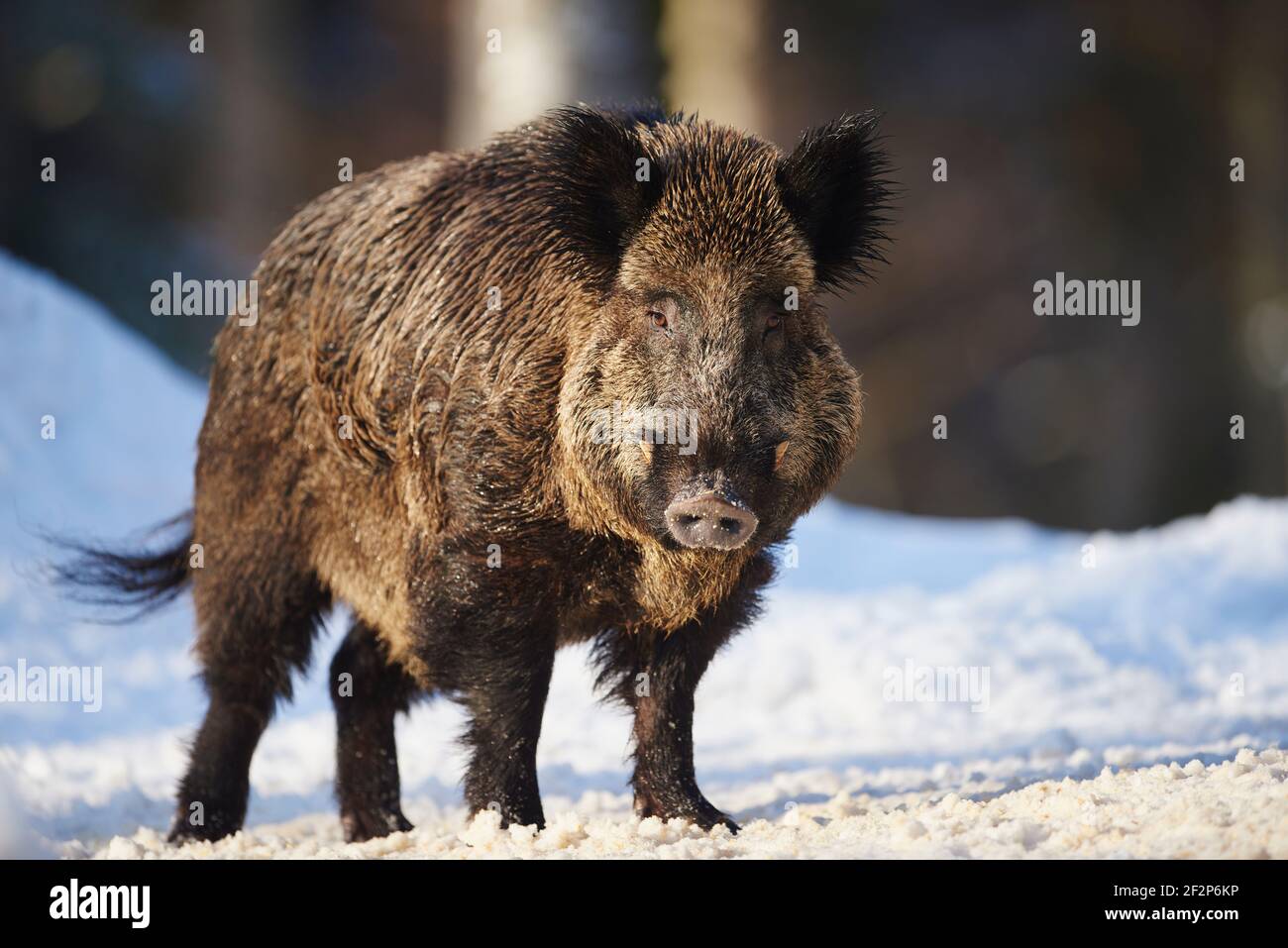 European Wild Boar Sus Scrofa Scrofa Winter Forest Sideways Stand