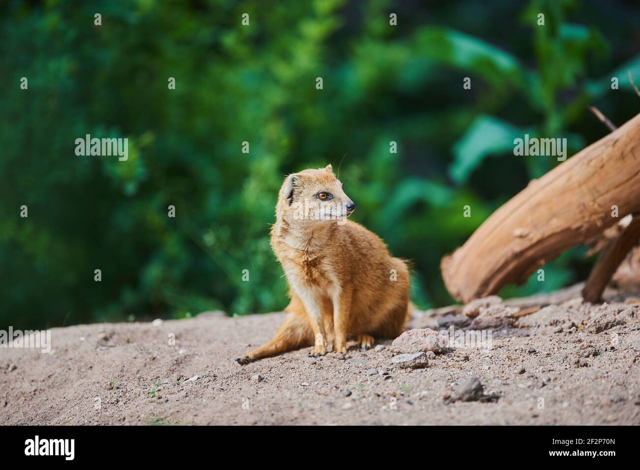 fennec-fox-vulpes-zerda-