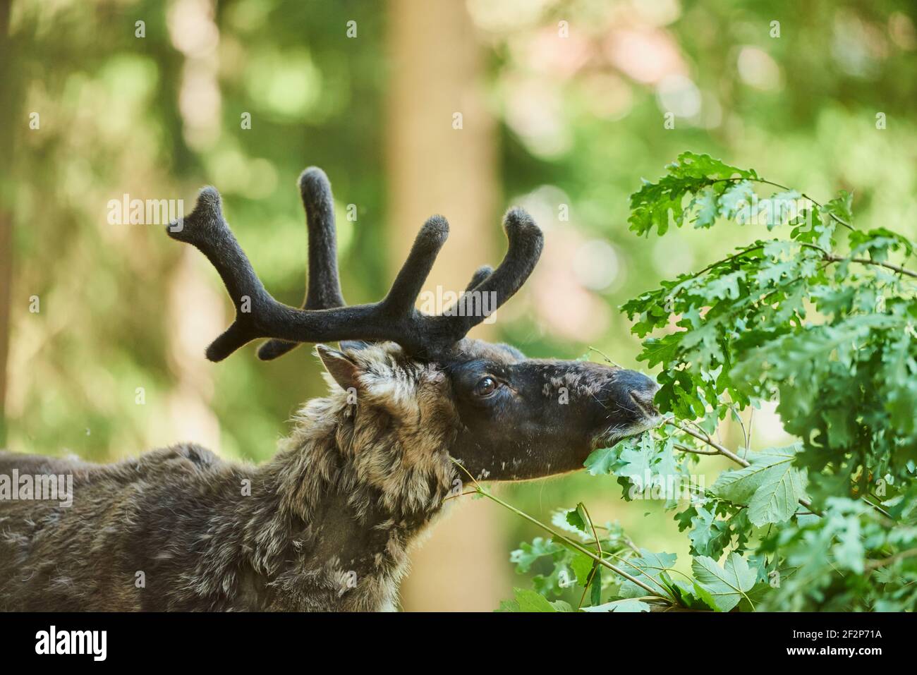 Reindeer, Rangifer tarandus, portrait, sideways Stock Photo