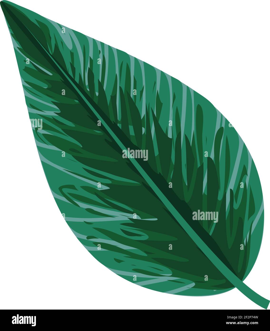 leaf botanical natural vegetation isolated Stock Vector Image & Art - Alamy