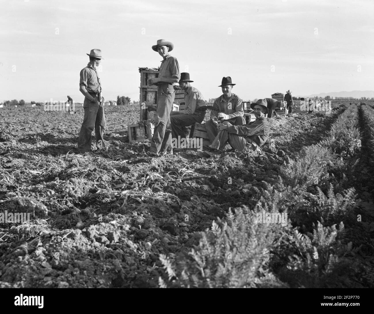 Large-scale agricultural gang labor, Mexicans and whites from the Southwest pull, clean, tie and crate carrots for the eastern market for eleven cents per crate of forty-eight bunches. Many can make barely one dollar a day. Heavy oversupply of labor and competition for jobs is keen. Near Meloland, Imperial Valley. February 1939. . Photograph by Dorothea Lange. Stock Photo