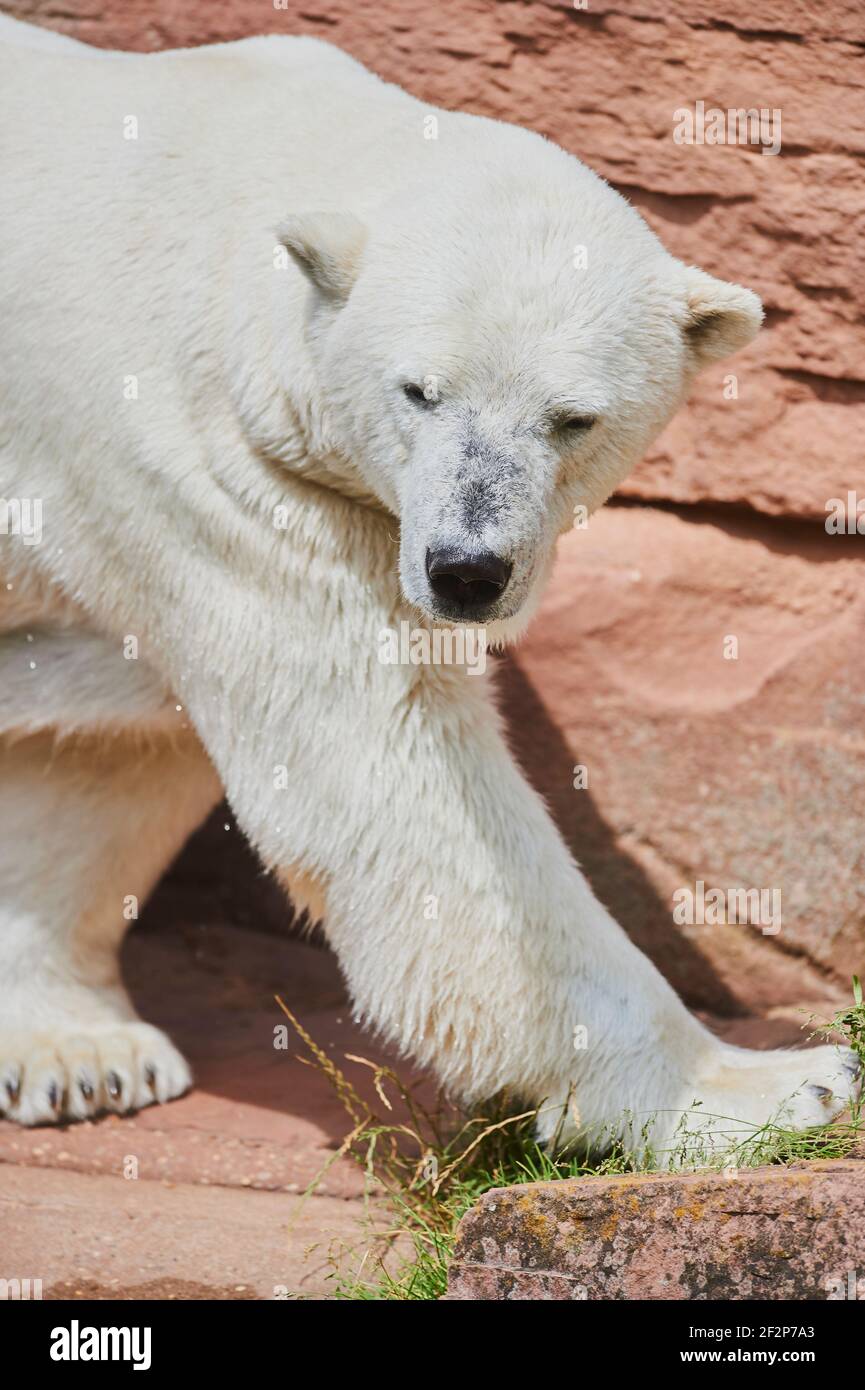 Polar bear, Ursus maritimus, sideways Stock Photo