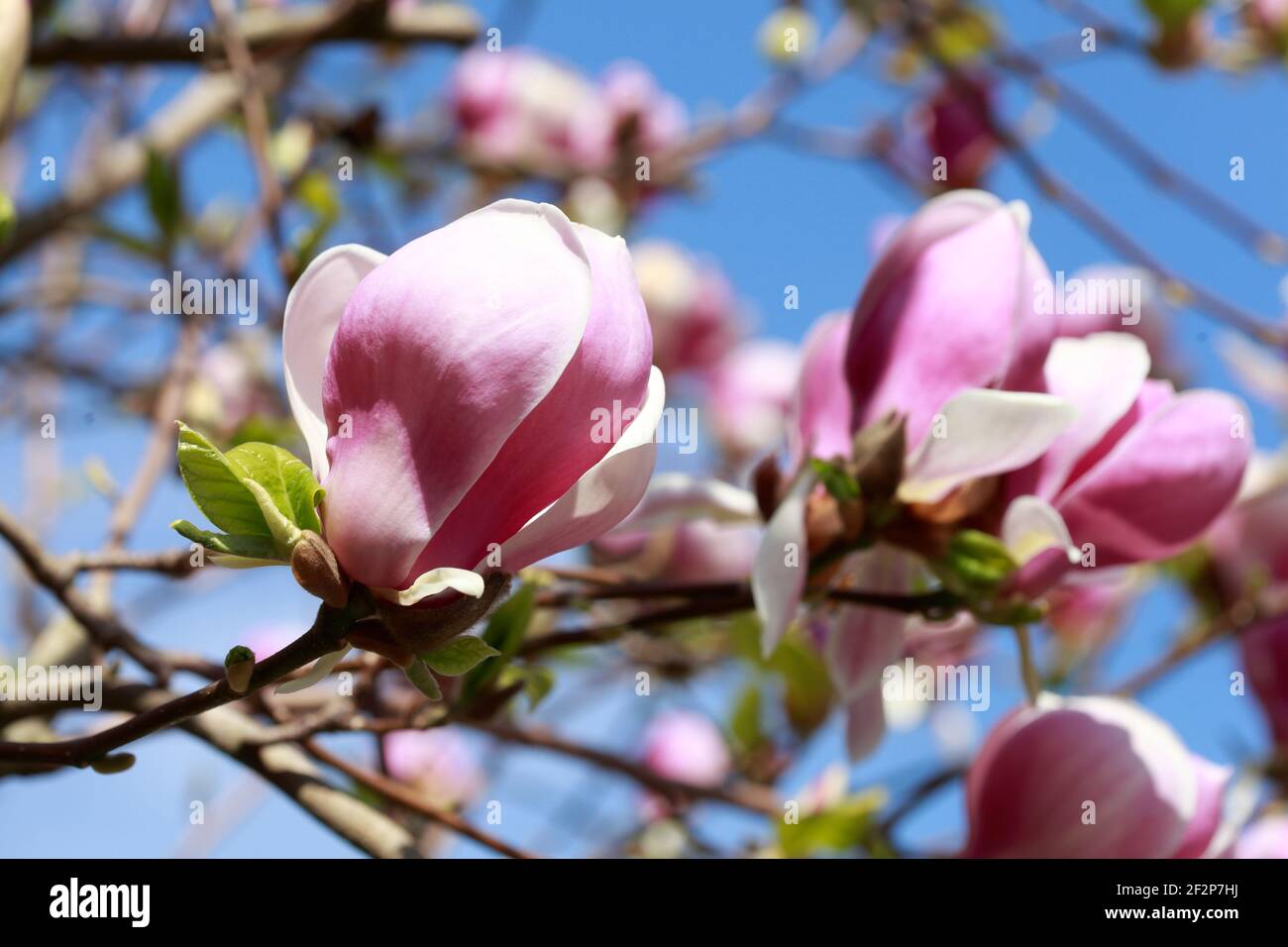 Pink magnolia blossoms on tree branches, Germany Stock Photo - Alamy