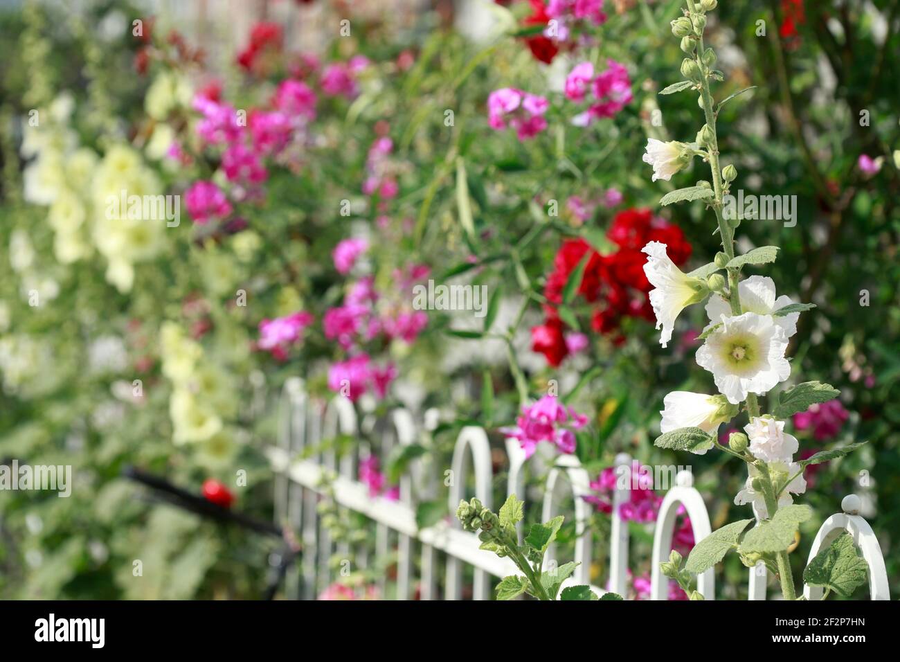 Garden fence with hollyhocks hi-res stock photography and images - Alamy