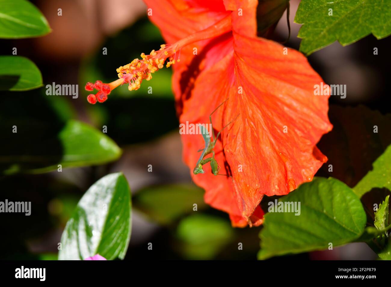 A praying mantis, on a Hibiscus flower, KwaZulu Natal, South Africa