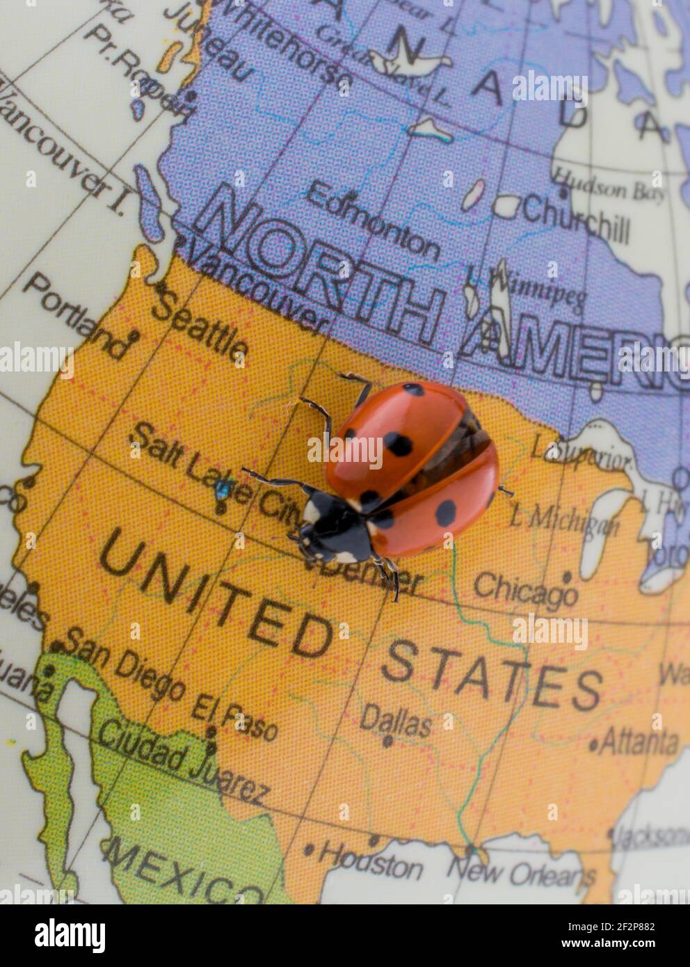 Ladybug on a sphere hi-res stock photography and images - Alamy