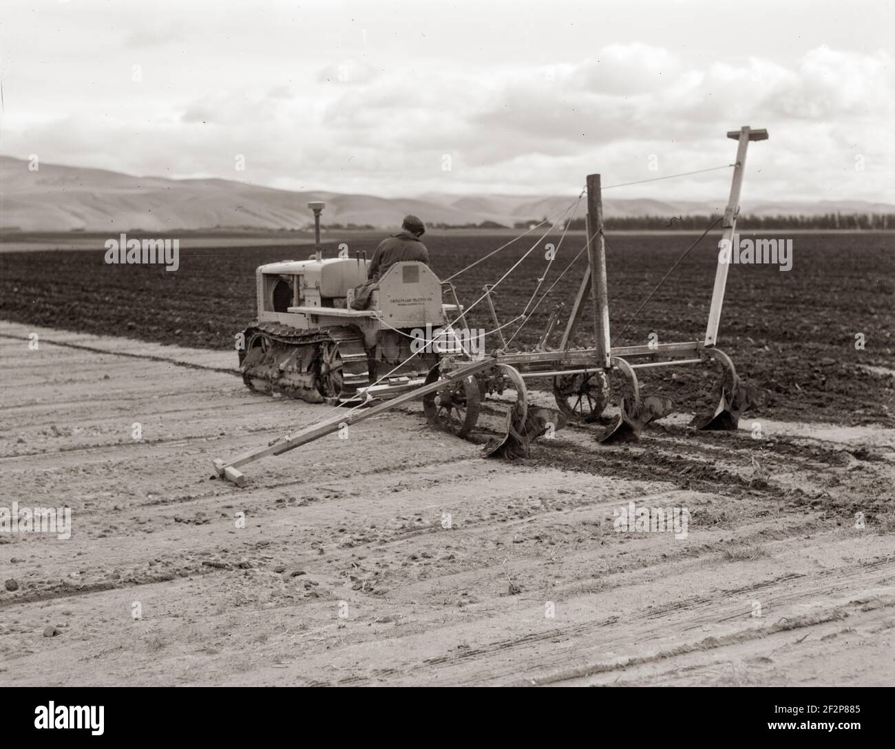 Sugar beet field showing tractor with plowshare attached and operator (Mexican). California. February 1936 . Photograph by Dorothea Lange. Stock Photo