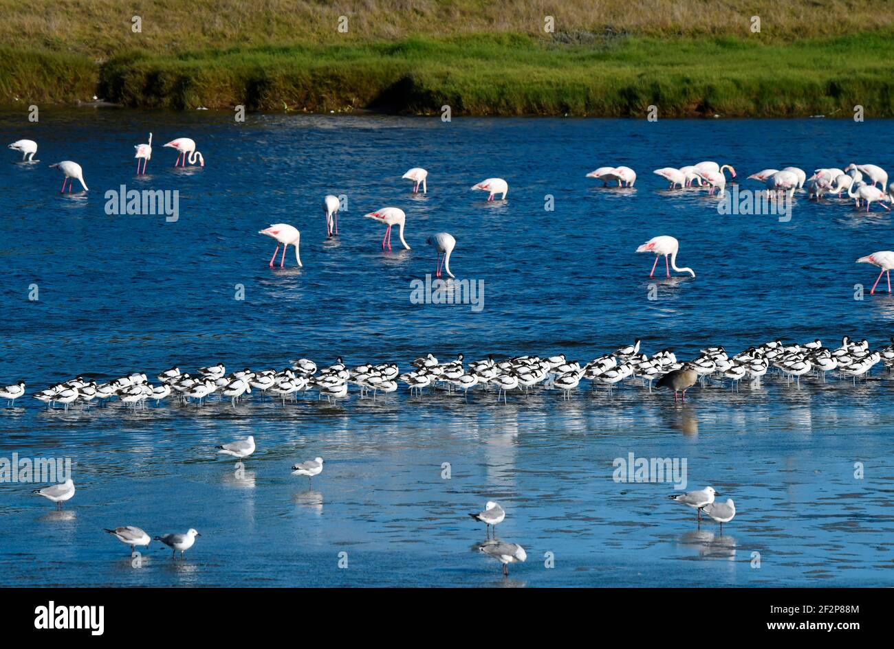 Gulls, Pied Avocets and Greater Flamingos at Woodbridge Island, Cape Town, South Africa. Stock Photo