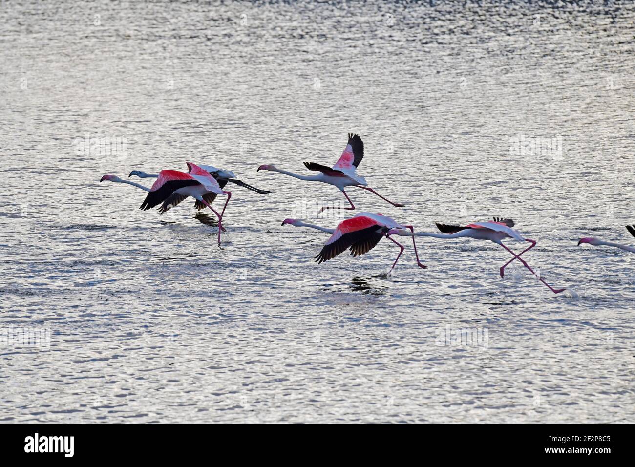 Greater Flamingos (Phoenicopterus roseus) taking off, Woodbridge Island, Cape Town, South Africa. Stock Photo