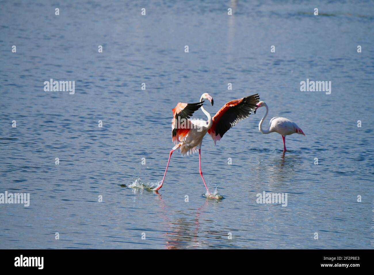 Greater Flamingo (Phoenicopterus roseus) at Woodbridge Island, Cape Town, South Africa. Stock Photo