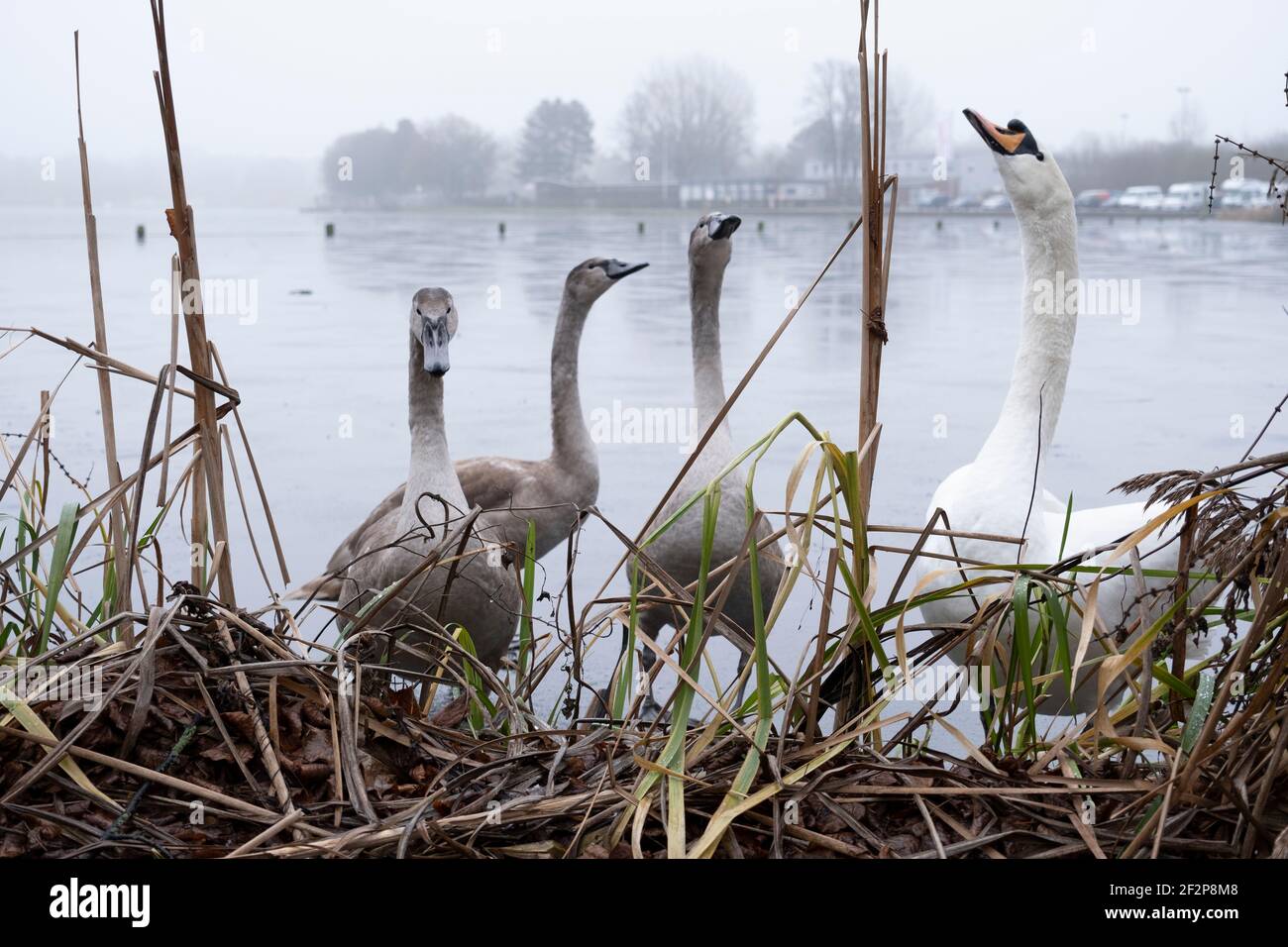 Swan family stretch their necks. Stock Photo