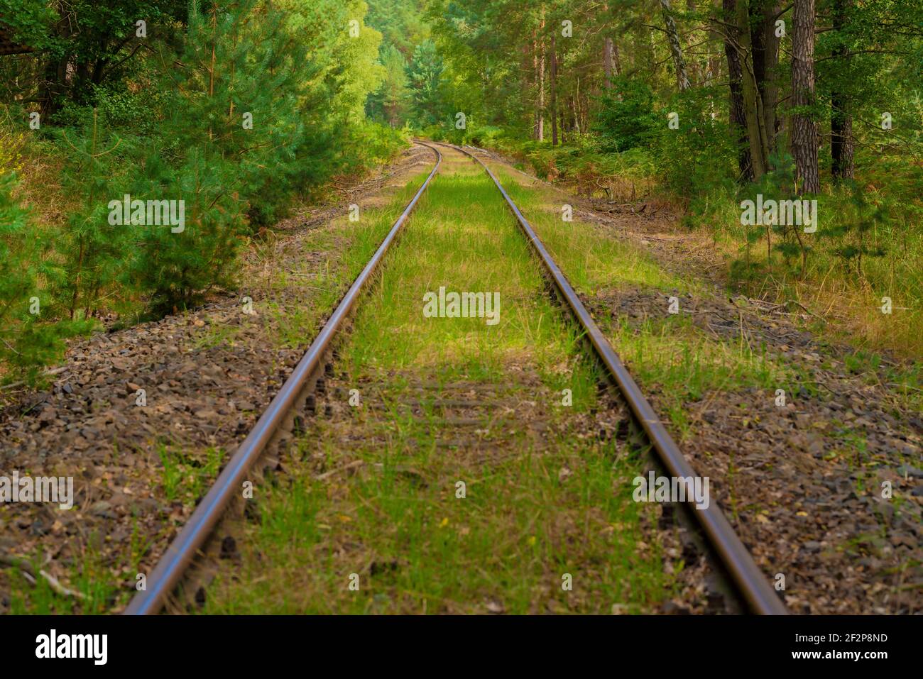 Old railway tracks that are no longer used in Germany, Trees next to the railway tracks, Wildgrass on the track bed Stock Photo