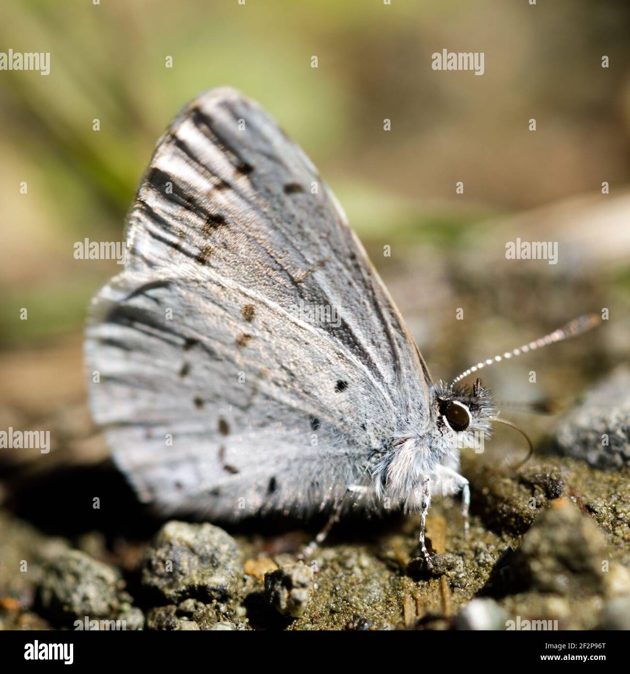 Echo azure butterfly sun bathing on dirt trail Stock Photo
