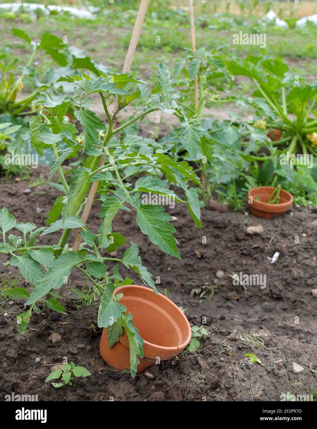 Clay pot as a pouring aid for tomato (Solanum lycopersicum) Stock Photo