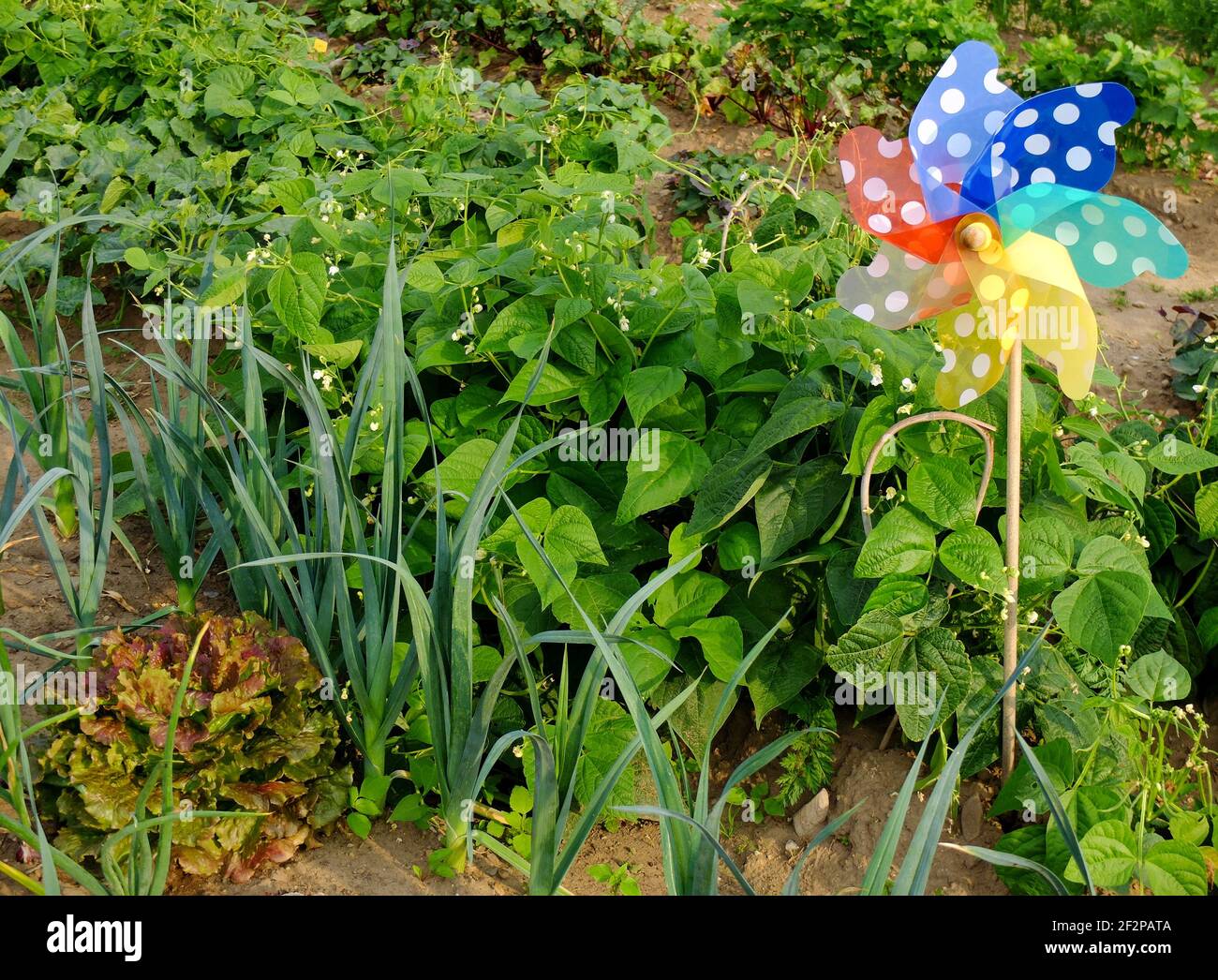 Intercropping bean hi-res stock photography and images - Alamy