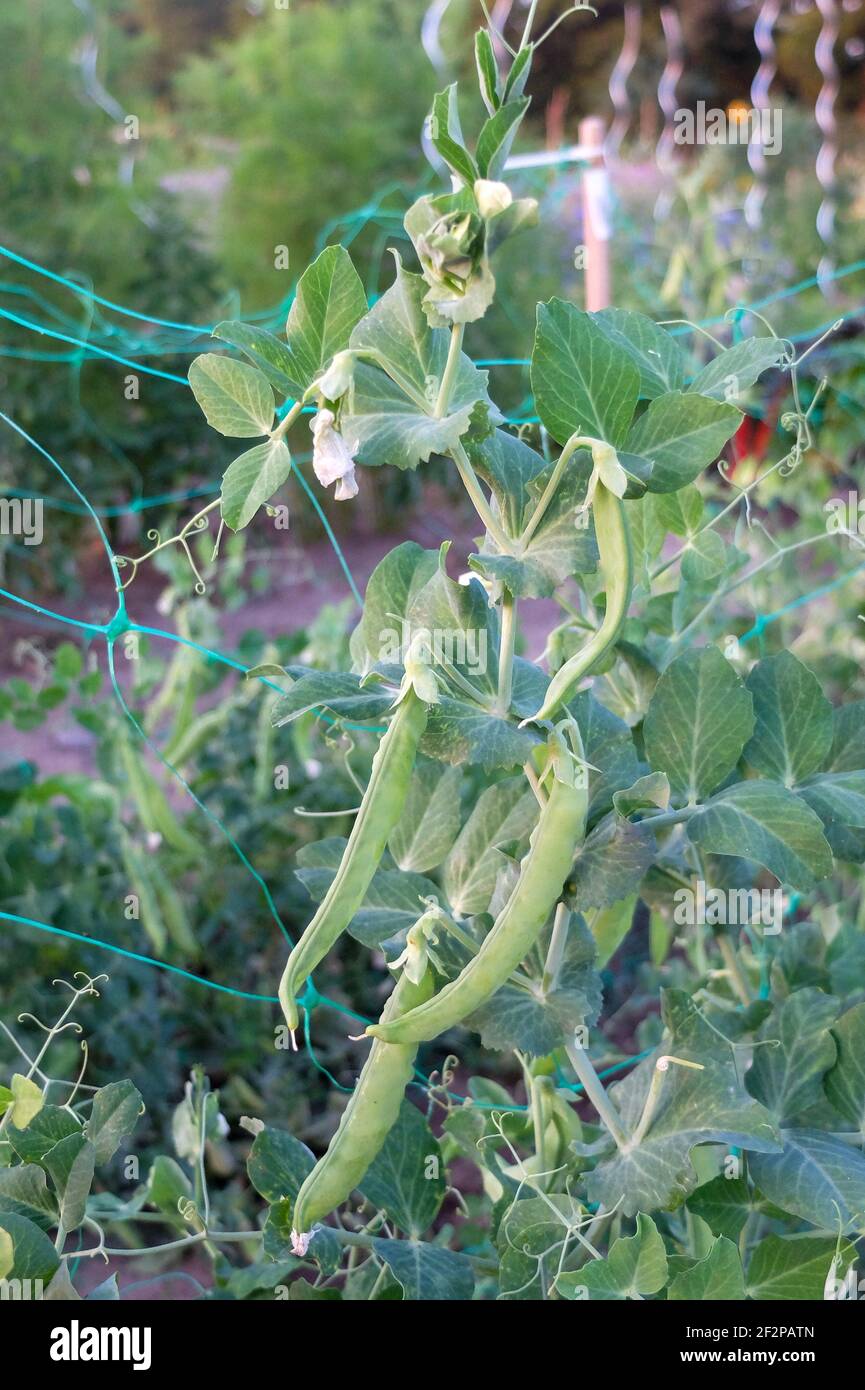 Sugar pea (Pisum sativum var. Saccharatum) on the climbing aid Stock Photo