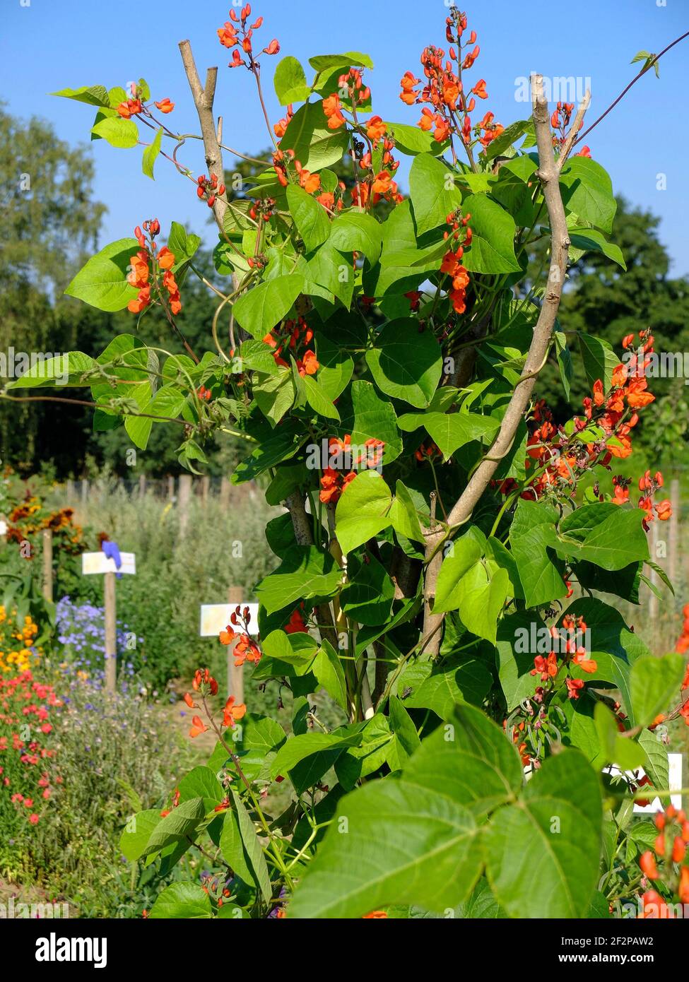 Fire bean 'Scarlet Emperor' (Phaseolus coccineus) in flower Stock Photo