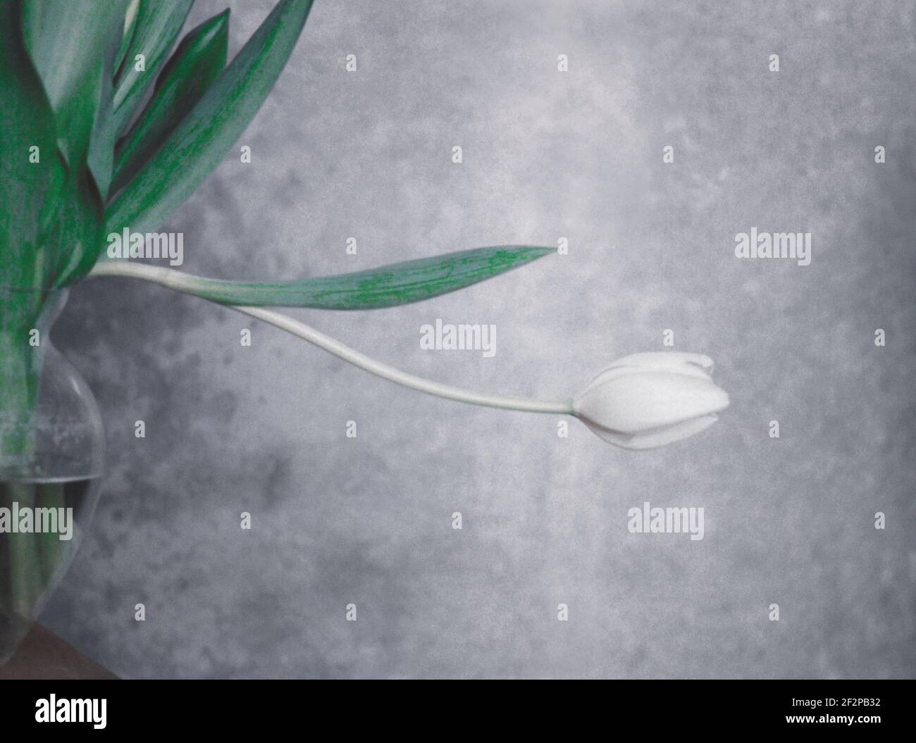 One white tulip wilting downwards from a waterfilled vase in front of