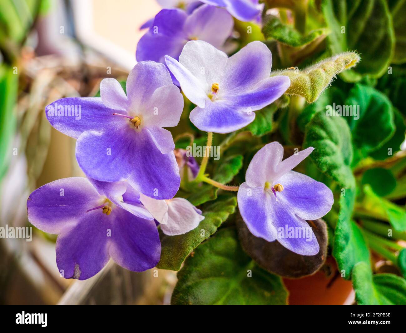 Flowering bluewhite African violet (Saintpaulia) Selective focus