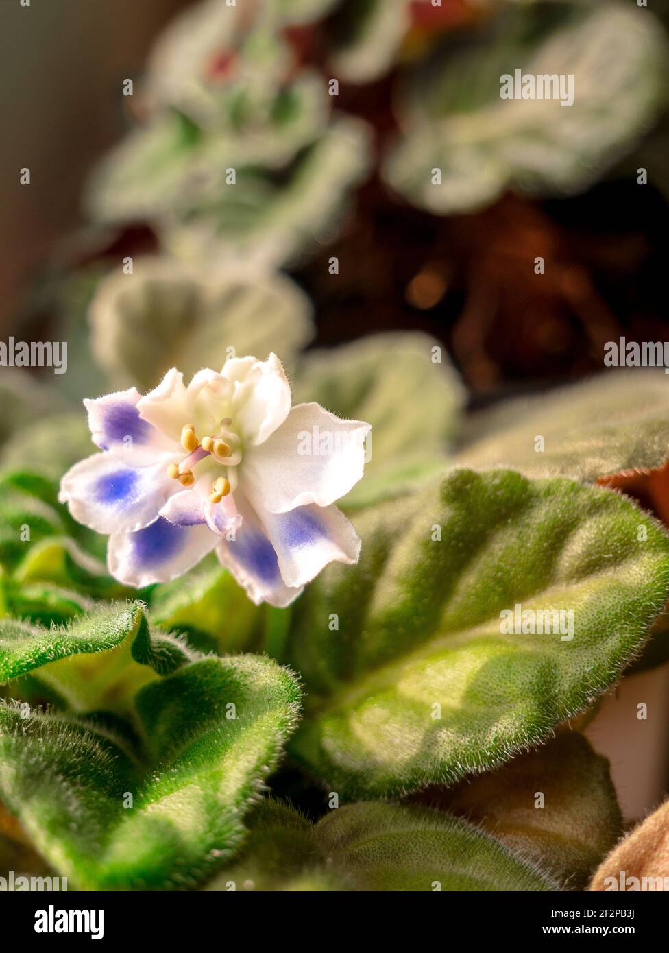Close-up of not fully developed flower of white African violet (Saintpaulia) with blue spots on petals - Selective focus. Stock Photo