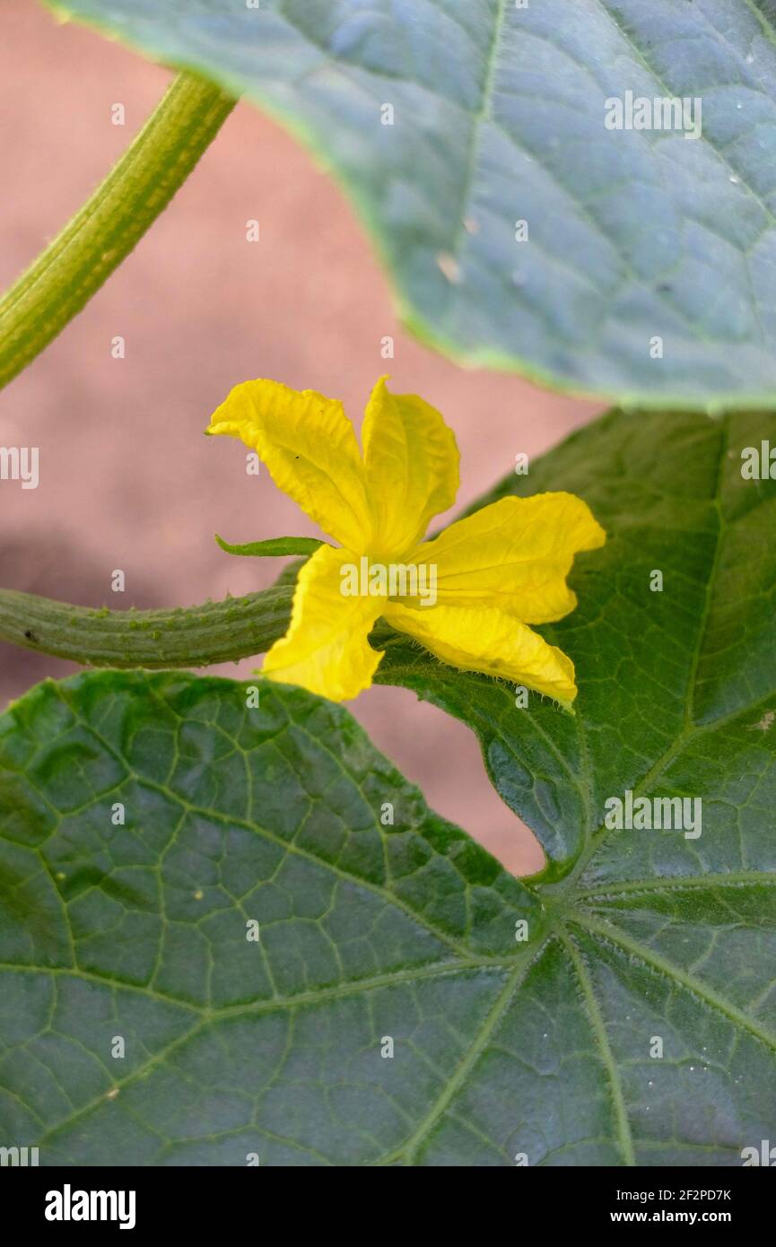 Cucumber cultivation hi-res stock photography and images - Alamy