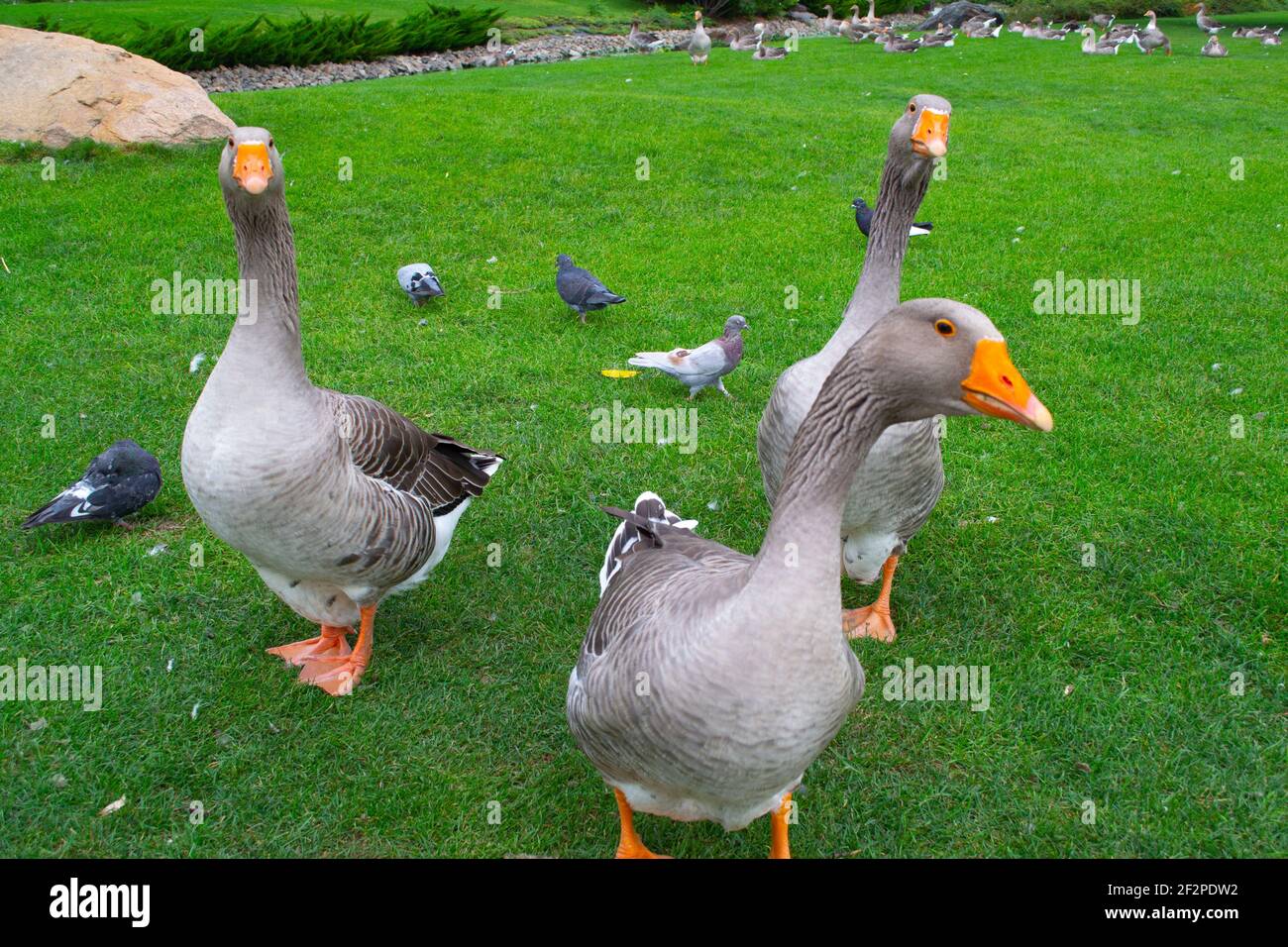 Wild domestic grey geese with orange beak and orange legs . High