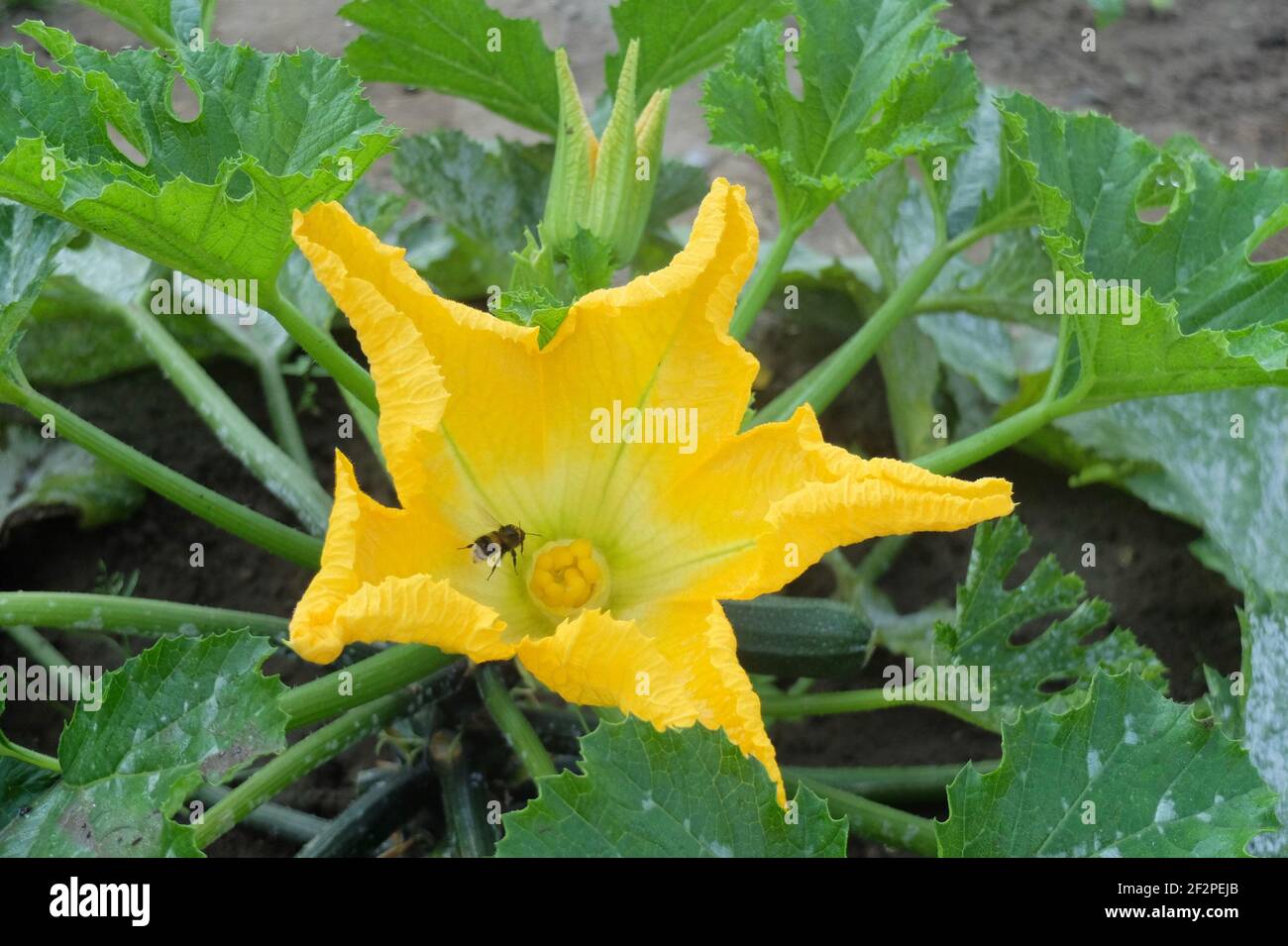 Zucchini (Cucurbita pepo var. Giromontiina) with yellow flowers Stock Photo