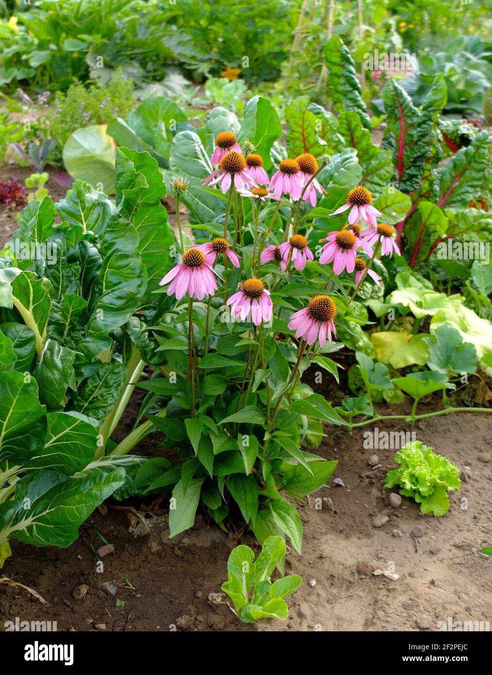 Purple coneflower (Echinacea purpurea) grows in the vegetable patch, with chard and lettuce Stock Photo
