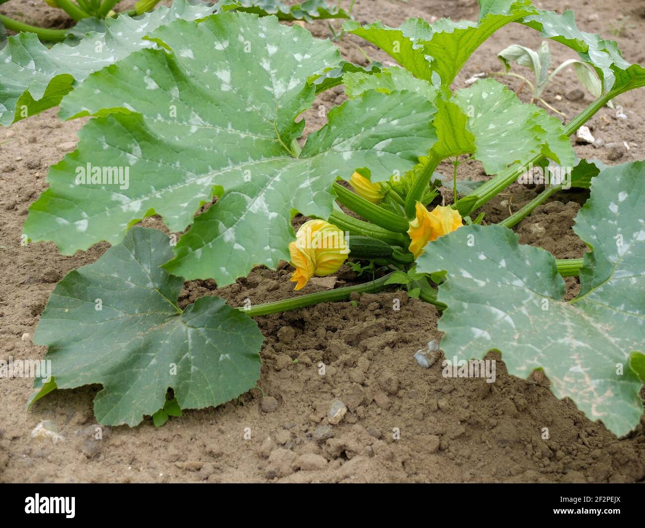 Zucchini (Cucurbita pepo var. Giromontiina) with yellow flowers Stock Photo